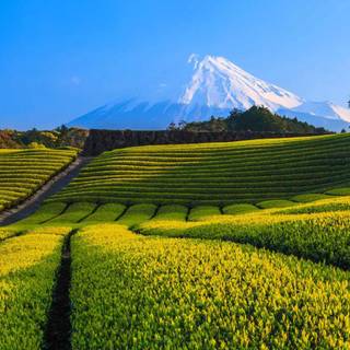 Plantation wallpaper