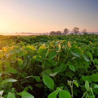 Plantation wallpaper