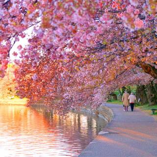 Cherry Blossoms desktop wallpaper