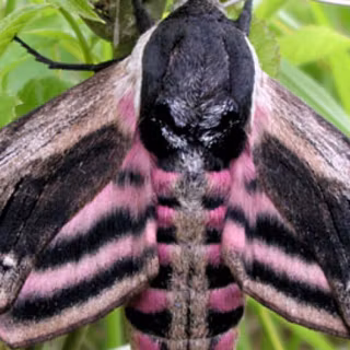 Hawk moths wallpaper