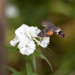 Hawk moths wallpaper