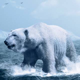 Minimal polar bear wallpaper