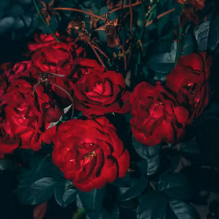 Aesthetic red roses wallpaper