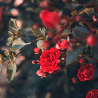 Roses Android wallpaper