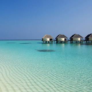 Phone palm beach wallpaper