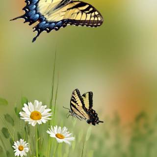 Butterfly HD Android mobile wallpaper