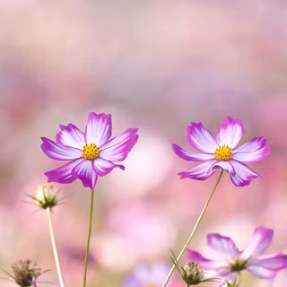 Flowers in summer wallpaper