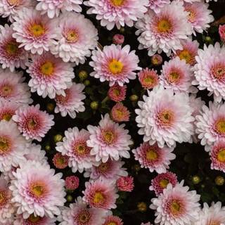 Flowers in summer wallpaper