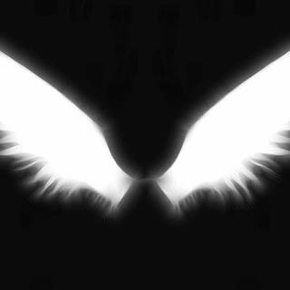 Black wings wallpaper