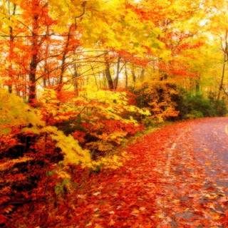 Autumn season HD wallpaper