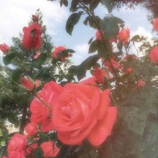 Aesthetic red flower wallpaper