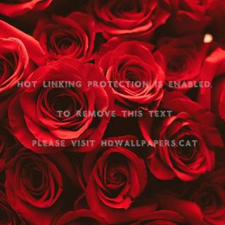 Aesthetic red flower wallpaper