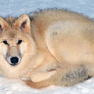 Antarctic wolf wallpaper