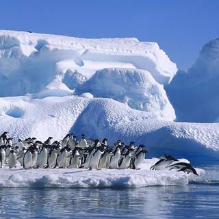 Antarctic wolf wallpaper