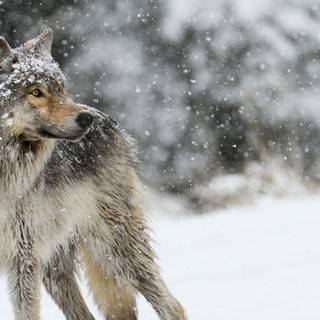 Antarctic wolf wallpaper