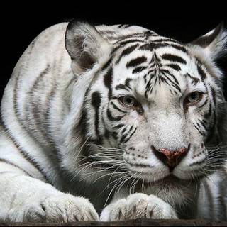 Cute tigers wallpaper