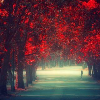 Anime red tree wallpaper