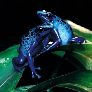 Animal frog HD wallpaper
