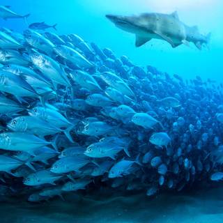 School of fish wallpaper