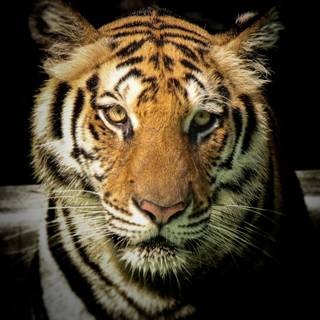Tiger photo wallpaper