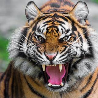 Tiger photo wallpaper