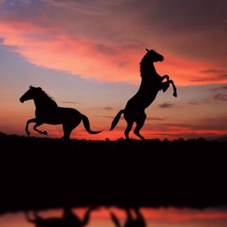 Computer horses wallpaper