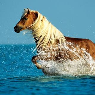 Computer horses wallpaper