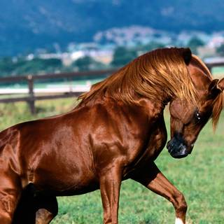 Arab horses wallpaper