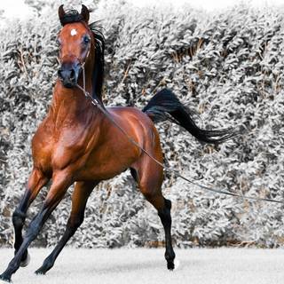 Arab horses wallpaper