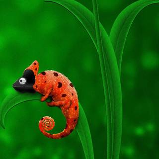Animal chameleon HD wallpaper