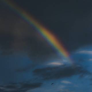 Sky bird rainbow HD wallpaper