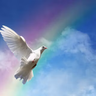 Sky bird rainbow HD wallpaper