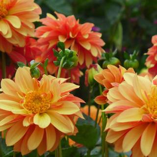 Smart TV Ultra HD wallpaper