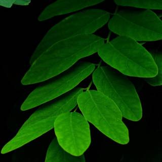 Black and green mobile wallpaper