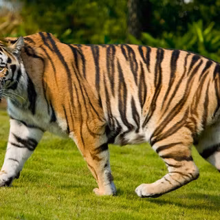 Royal Bengal tiger wallpaper