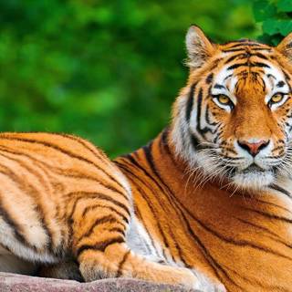 Royal Bengal tiger wallpaper