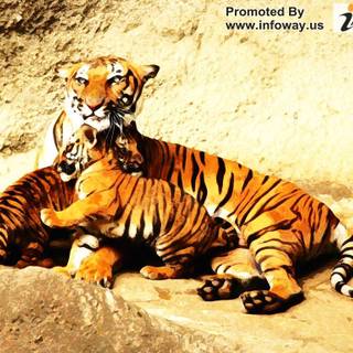 Royal Bengal tiger wallpaper