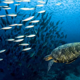 Marine animals wallpaper