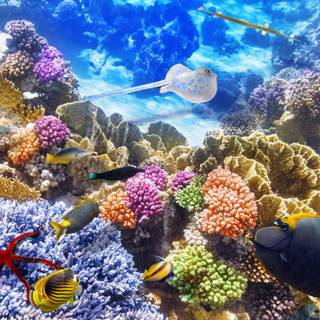 Marine animals wallpaper