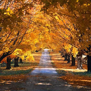 Autumn Windows XP wallpaper