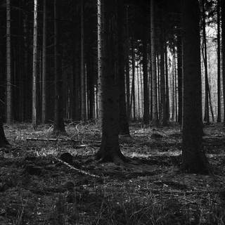 Scary forest wallpaper