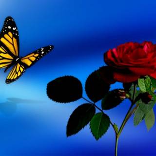Butterflies and roses wallpaper