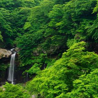 Tropical forest computer wallpaper