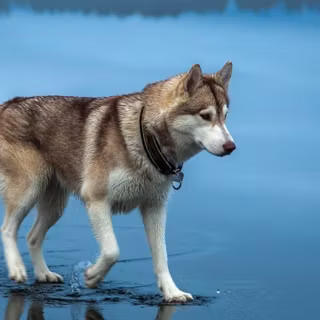 Husky dogs wallpaper
