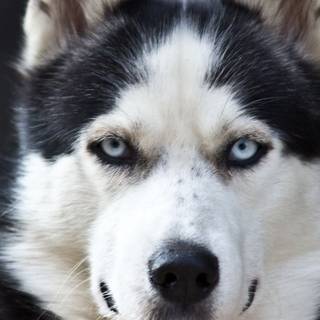 Husky dogs wallpaper