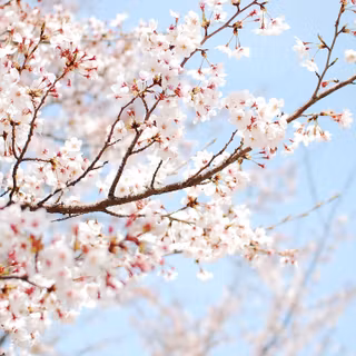 Sakura trees aesthetic Ps4 wallpaper