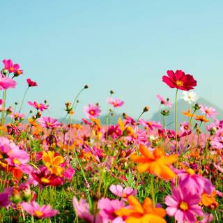 Pink summer flowers wallpaper