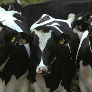 Herd of cows wallpaper