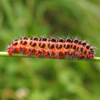 Caterpillar HD animals wallpaper