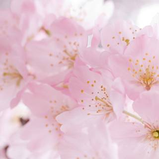 Cherries and flowers wallpaper